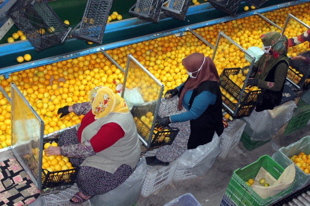 Narenciye Fabrikalarında Pandemi Tedbirleri Üst Düzeyde