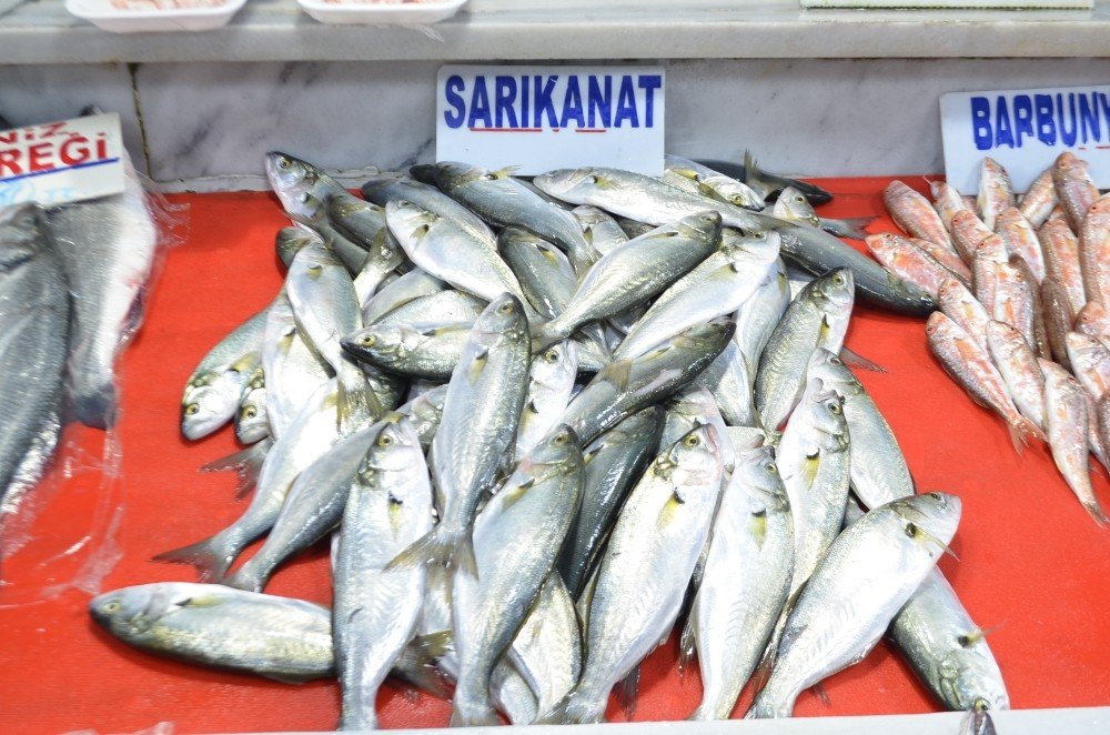 Karadeniz’den Çıkan 20 Tonluk Müjde Kısa Sürdü