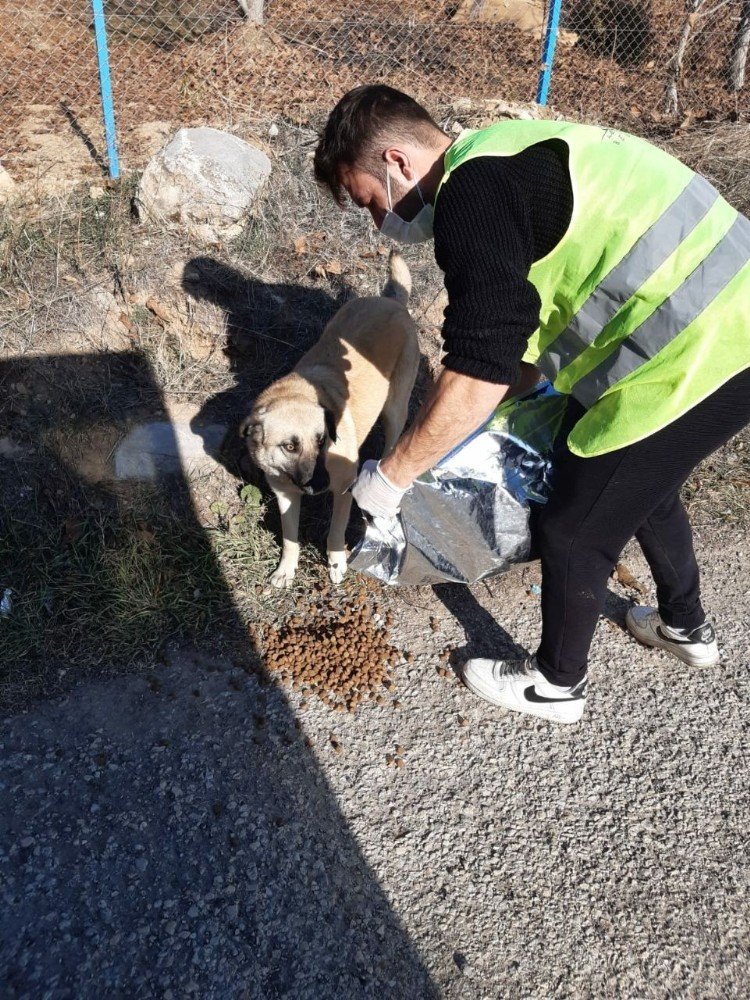 Safranbolu Belediyesi Can Dostlarını Yalnız Bırakmadı