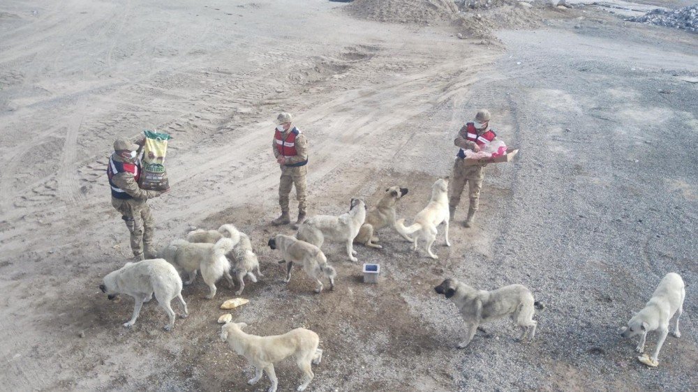 Sarıkamış’ta Kısmen Boşaltılan Köyde Sahipsiz Köpeklere Jandarma Sahip Çıktı