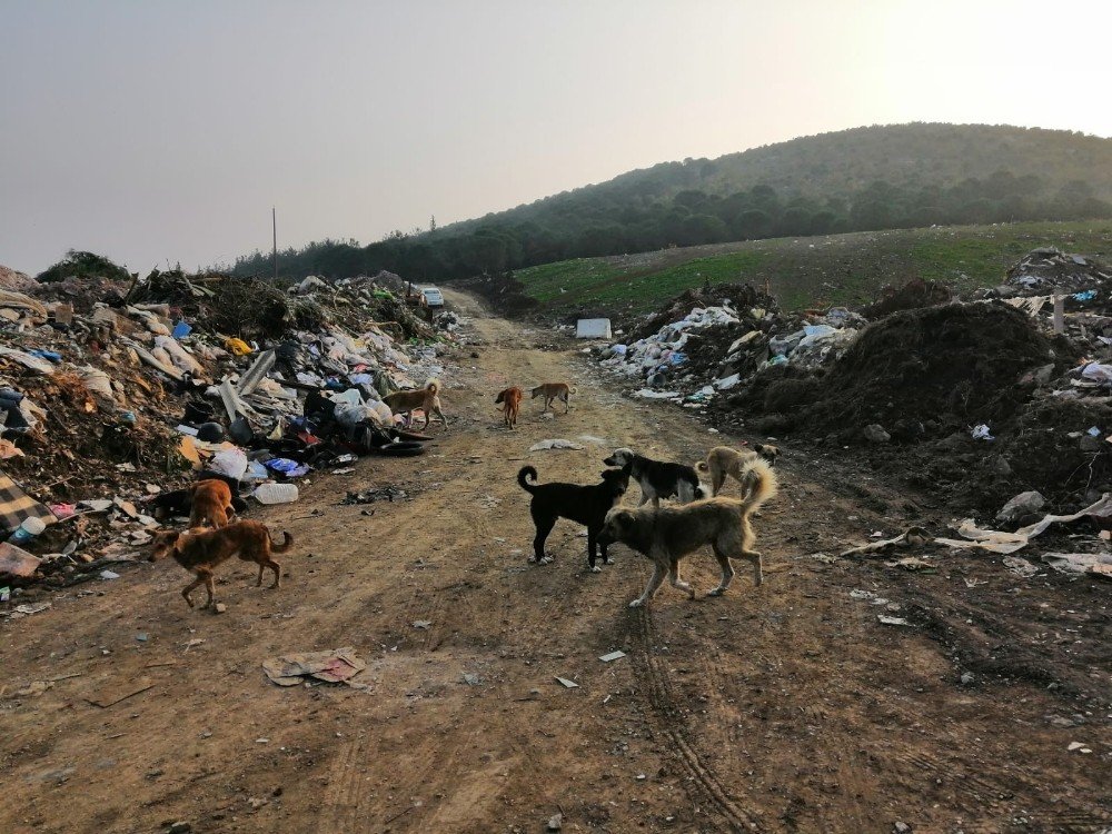 Çöplük Taşındı, Köpekler Aç Kaldı