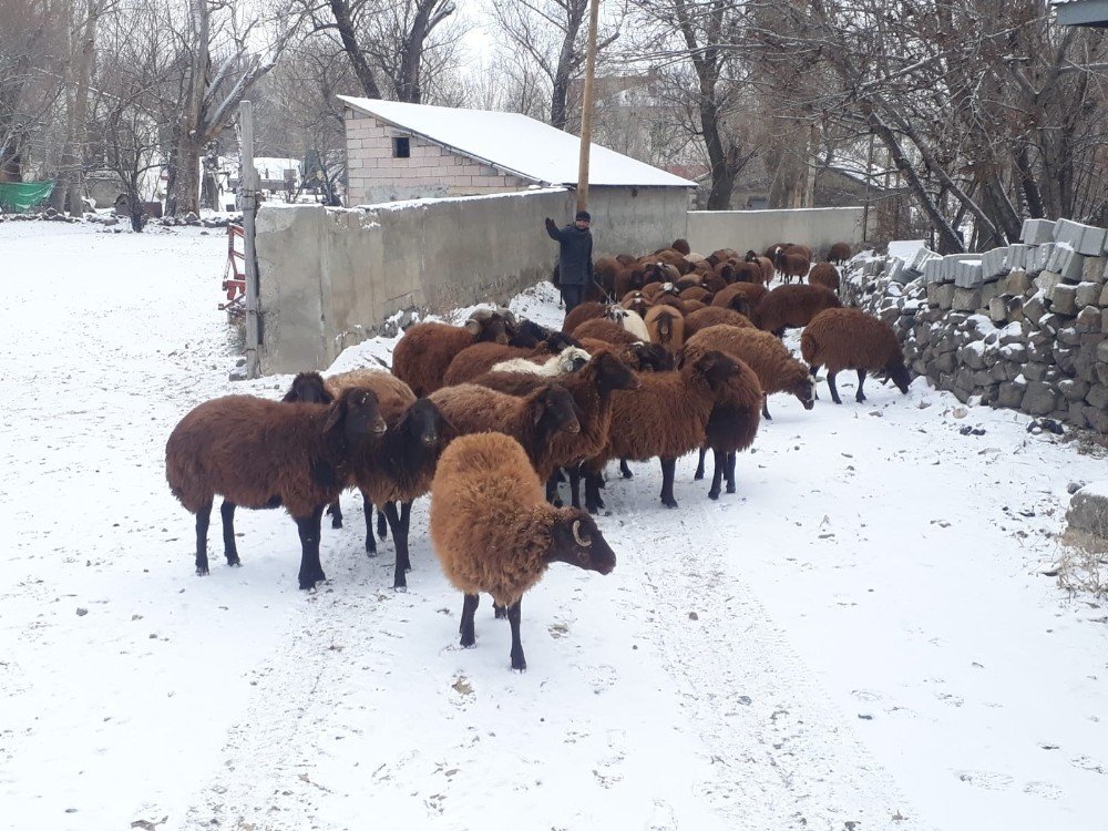 Ağrılılar Güne Karla Uyandı