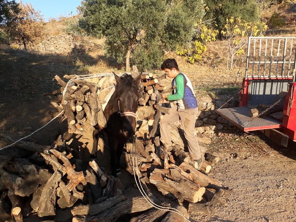 Aydın’da Soğuklar Başladı Vatandaş Yakacak Derdine Düştü