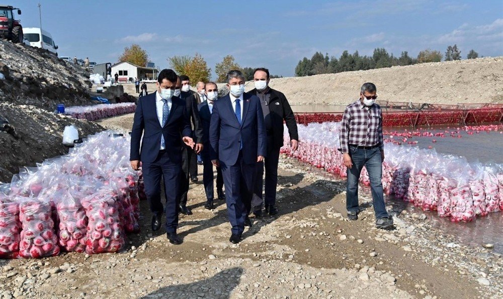 Türkiye’de Turpun Yüzde 74’ü Osmaniye’de Üretiliyor