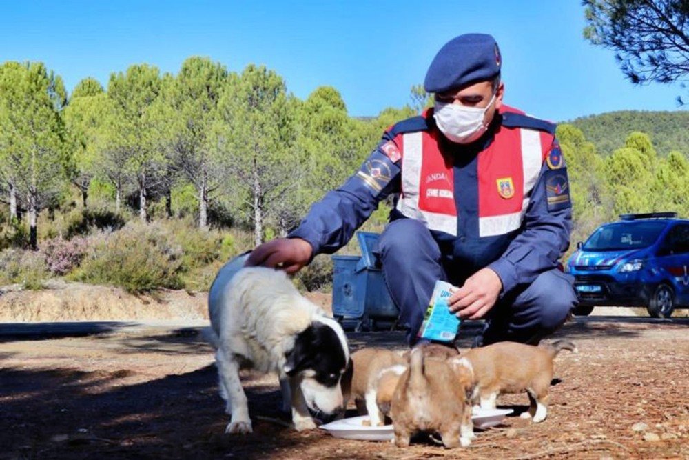 Jandarma’nın Hayvan Hassasiyeti