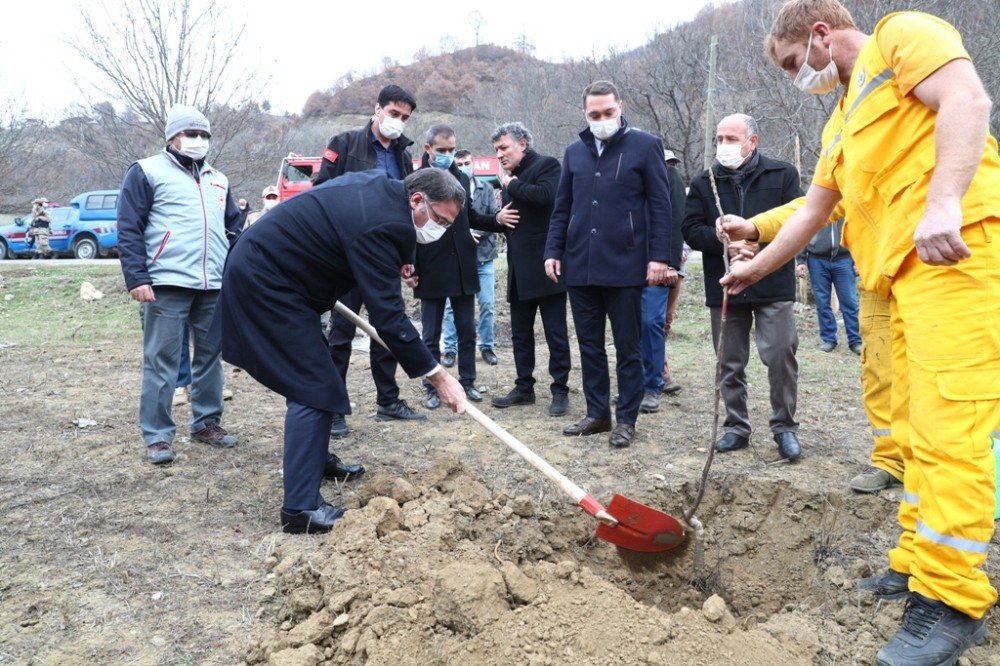 Tokat’ta 80 Bin Ceviz Fidanı Toprakla Buluşturuldu