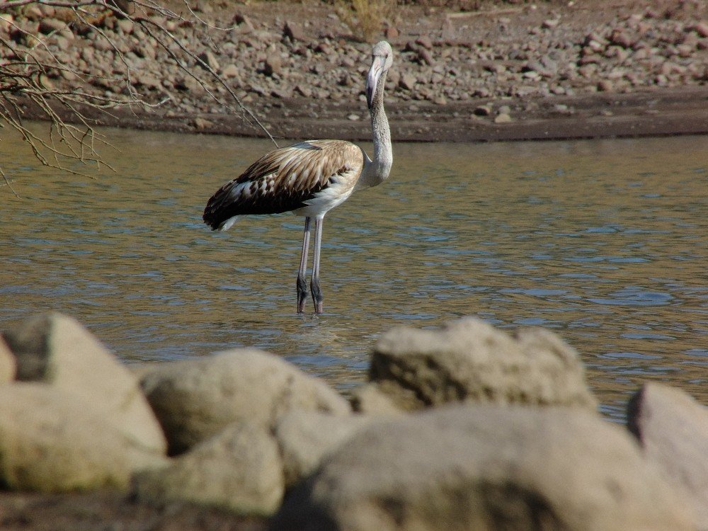 Tunceli’de Flamingo Görüntülendi