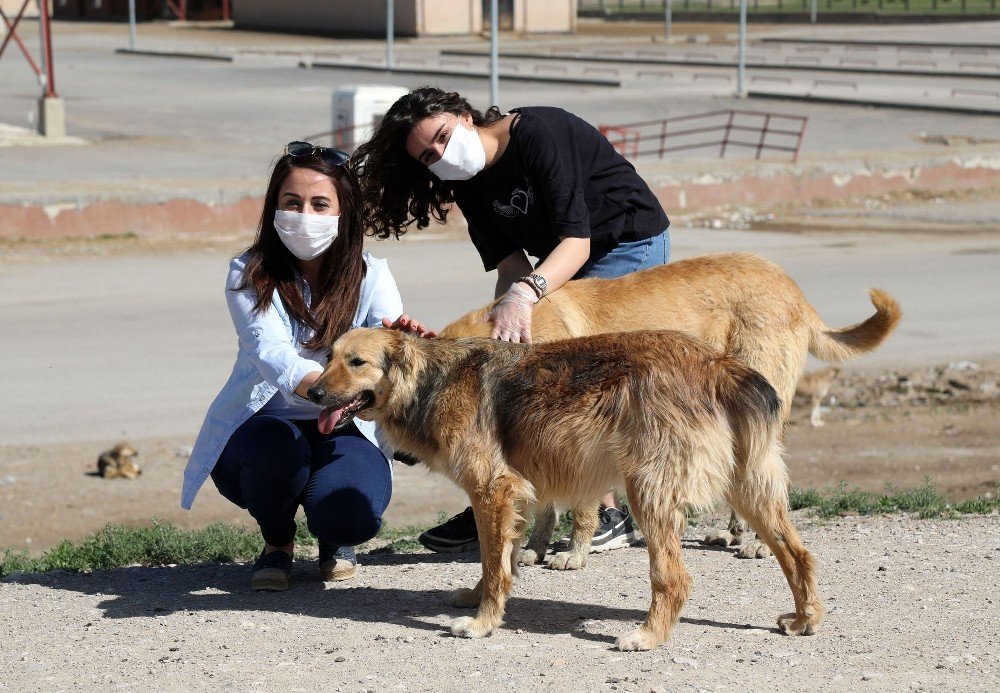Van’da Sokak Hayvanları Yalnız Değil
