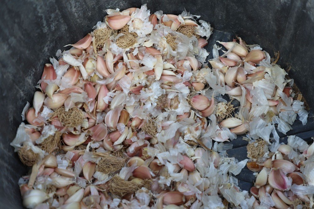 Büyükçekmece’de Tarım Seferberliği Sürüyor