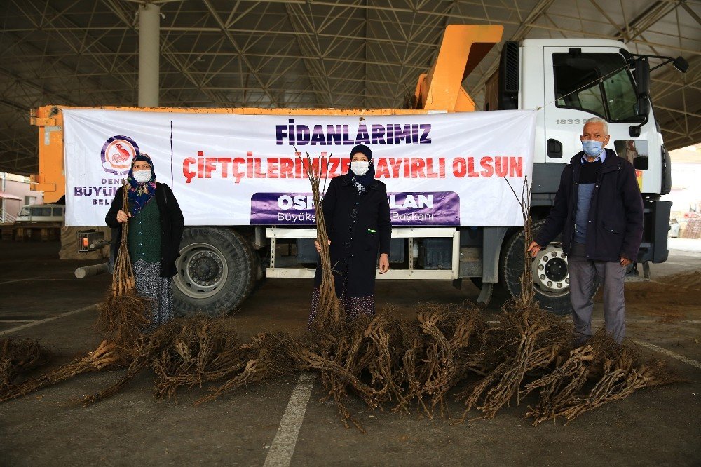 Cevizin Başkenti Olmak İçin Üreticiye 40 Fidan Dağıtıldı
