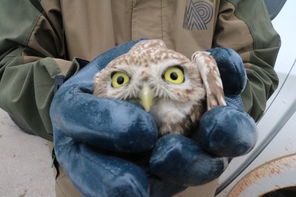 Aracın Göğüs Kısmına Sıkışan Yaralı Kukumav Kuşu Serviste Çıkarıldı