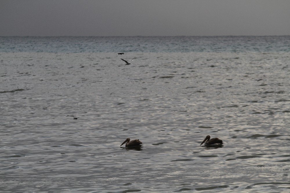 Denize İnen Pelikanları Görenler Cep Telefonuna Sarıldı