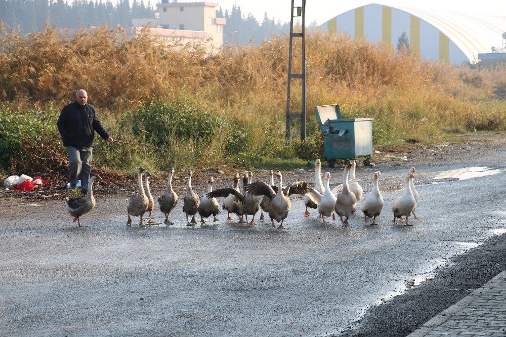 Pandemide İş Yerini Çiftliğe Çevirdi