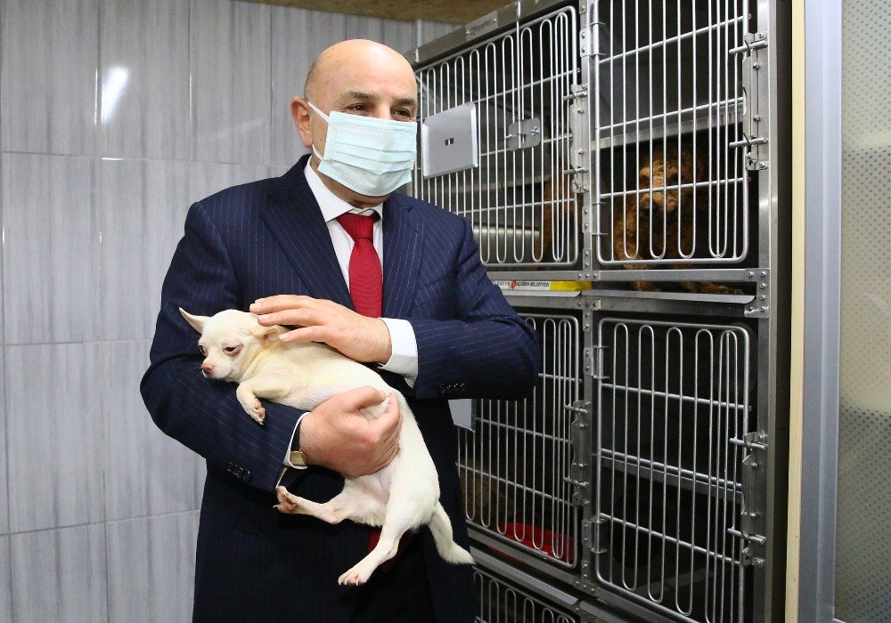 Keçiören’de Bodrum Katında Bulunan Köpekleri Sahiplenmek İçin Yoğun Talep