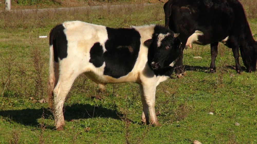 Ahırına Giren Hayvanın Sahibini Bulmaya Çalışırken Bilinmezin İçine Düştü