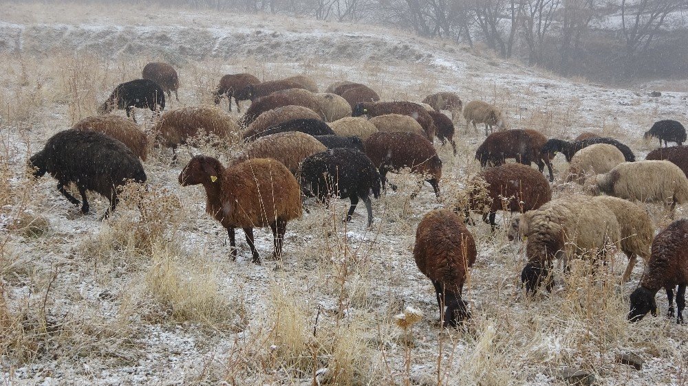Muş’ta Kar Yağışı