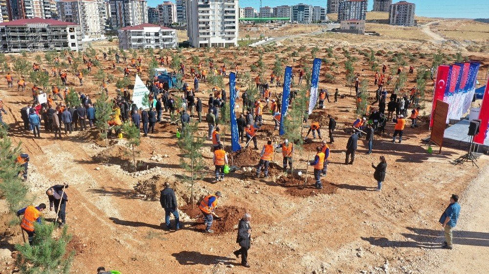 Gaziantep Kent Merkezinde 3 Bin 83 Büyük Ağaç Toprakla Buluştu