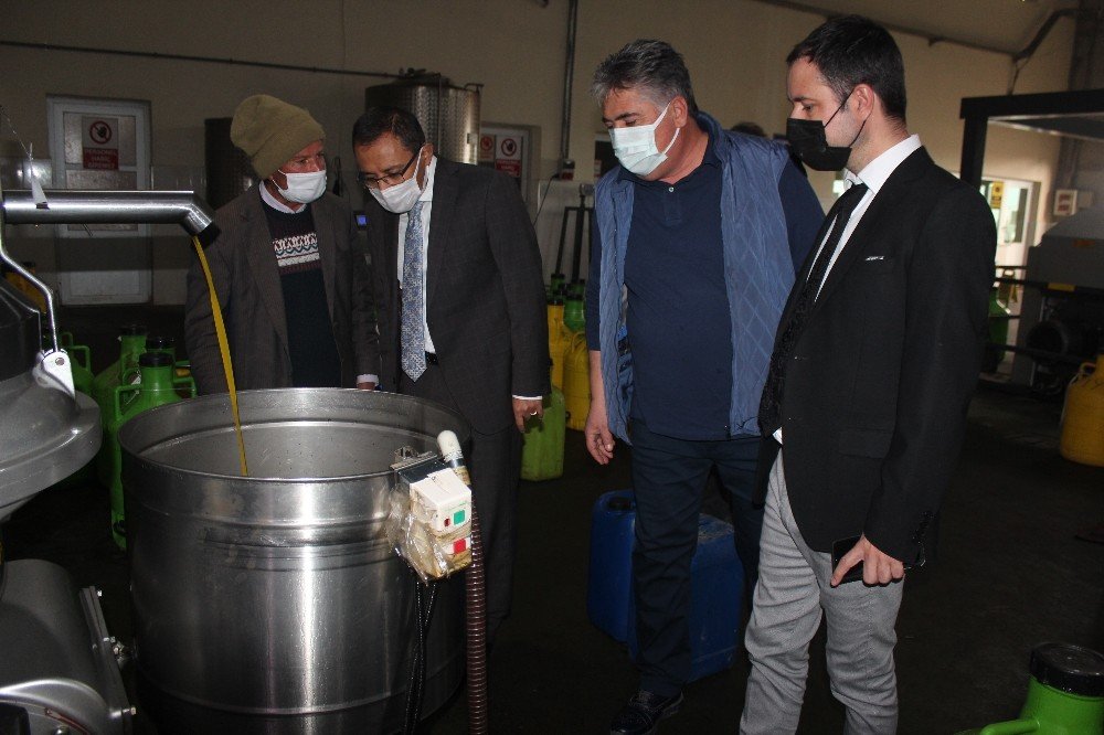 Üzümün Başkentinde Zeytin Üretimi Artıyor