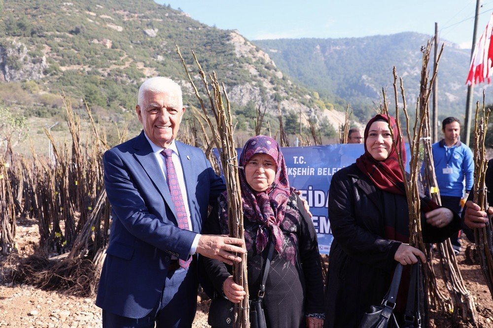 Büyükşehir’den Ceviz Fidanı Dağıtımı