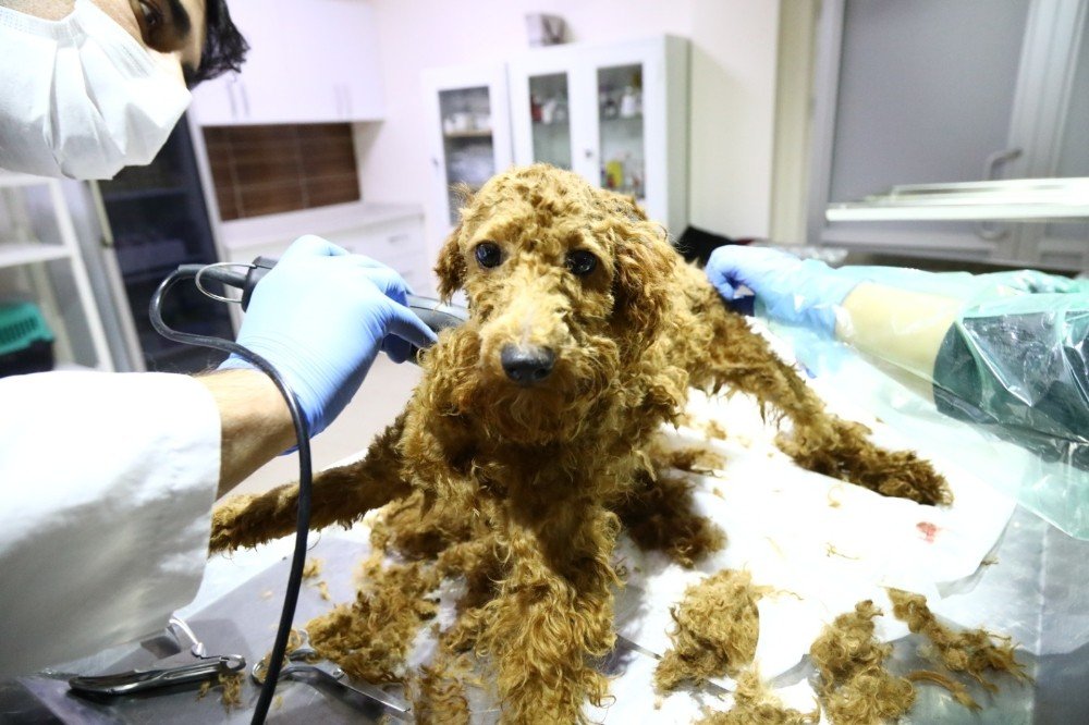 Kötü Şartlardan Operasyon İle Kurtarılan Hayvanlara Keçiören Belediyesi Sahip Çıktı