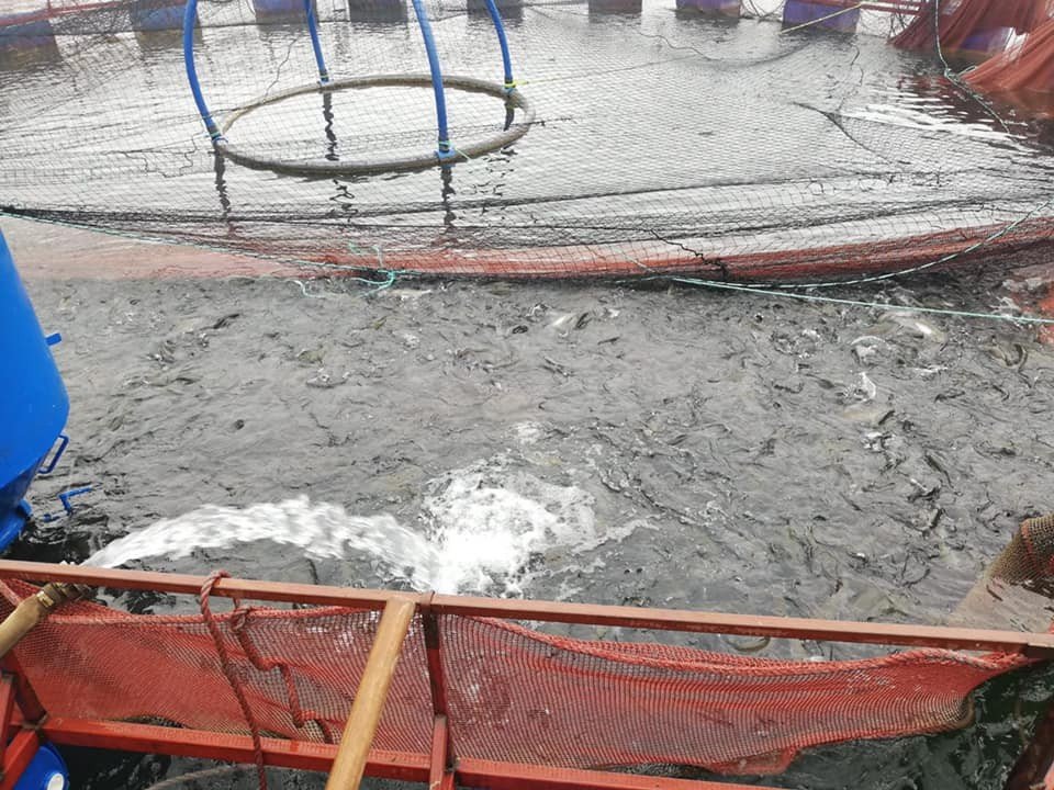 Bayburt’tan Karadeniz’e Yavru Alabalık İhracatı