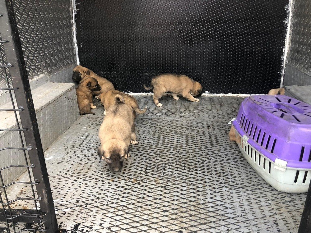 Çalılıklarda Bulunan Yavru Köpekler Koruma Altına Alındı