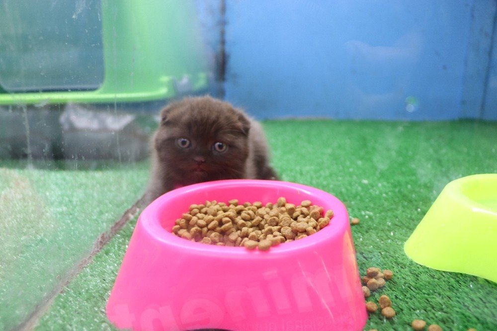 Evcil Hayvan Dükkanları Taleplere Yetişemiyor