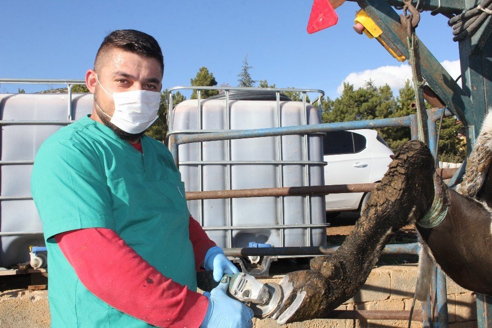 Köy Köy Gezerek Büyükbaş Hayvanların Ayak Bakımlarını Yapıyor