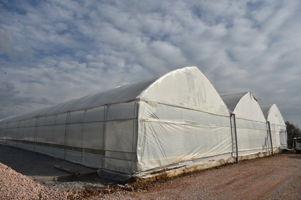 İzmit Parklarında Çocuklar Oyun Oynarken Dalından Meyve Yiyecek