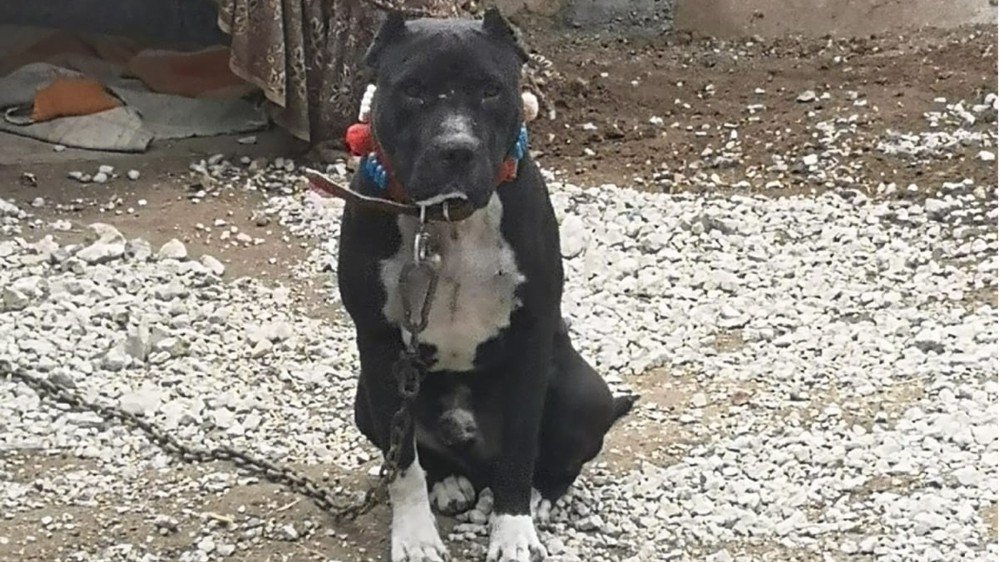 Kırıkkale’de ’yasak Irk’ Köpek Besleyen Kişiye Ceza