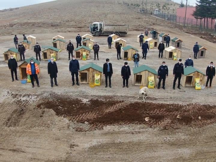 Bu İlçenin Yöneticileri Sokak Hayvanları İçin Seferber Oldu