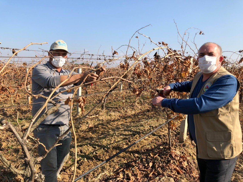 Salihli Ovası’nda Bağlar Budanıyor