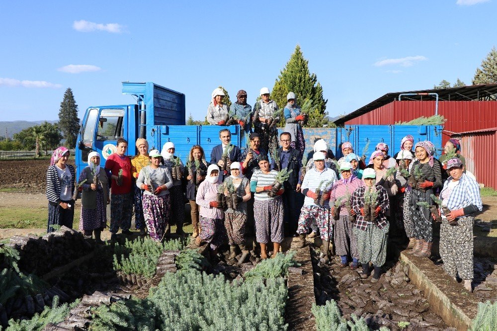 Muğla Obm’de 9,8 Milyon Fidan Üretildi