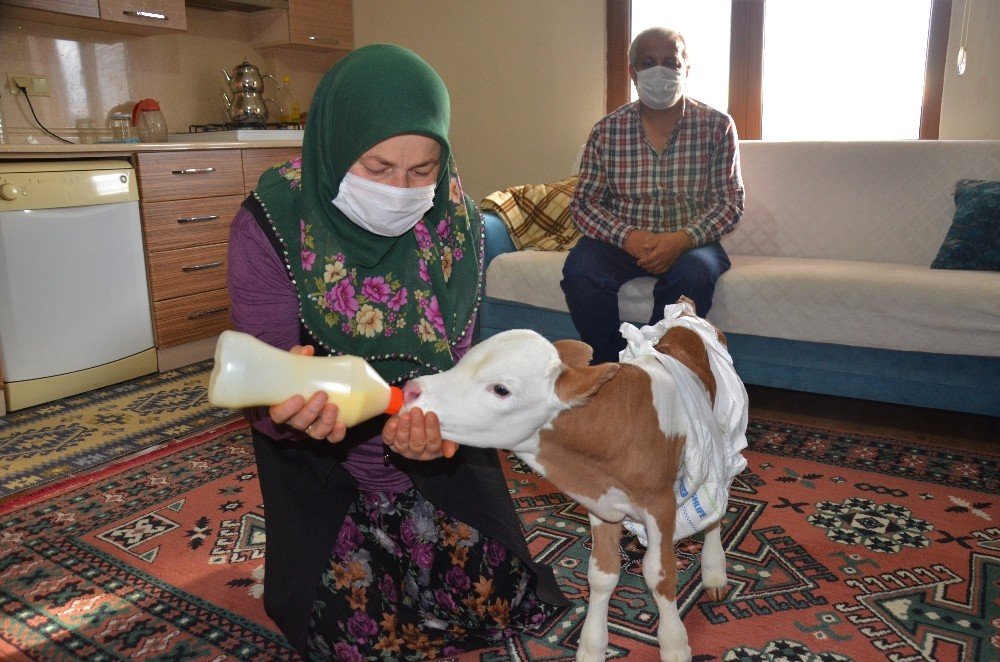 Prematüre Doğan Buzağıyı Anne Şefkati İle Evde Besliyorlar