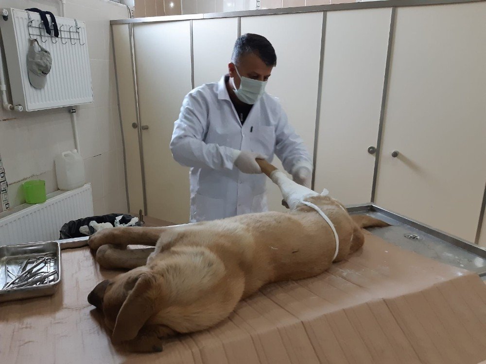 Kurtarılan Köpek Tedavi Altına Alındı