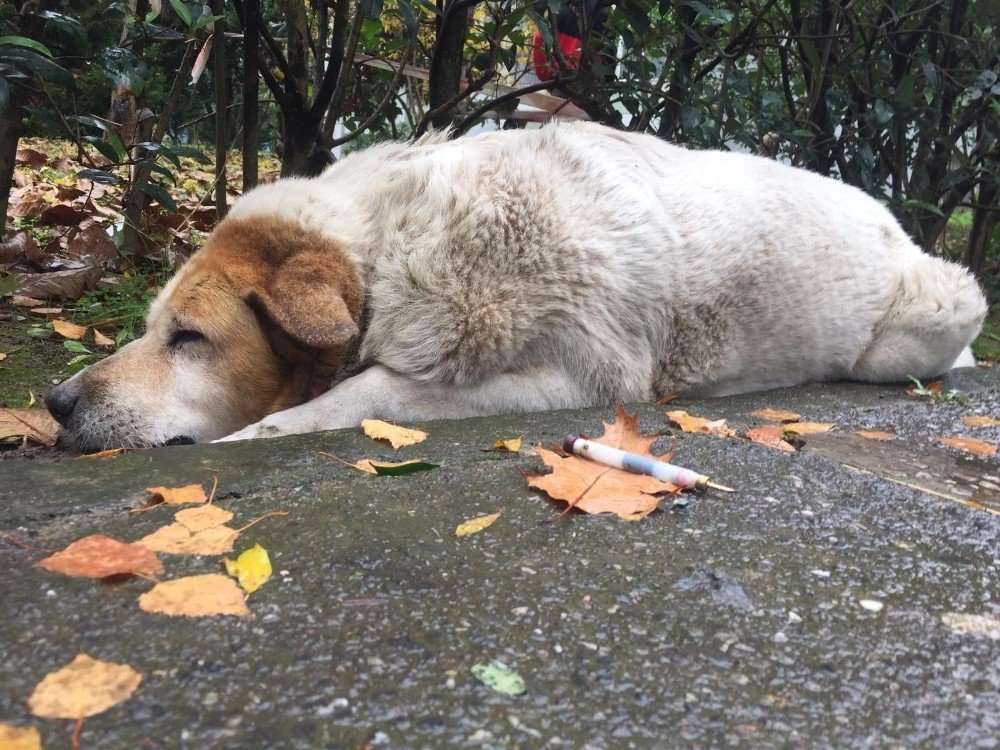 Savcılıktan Köpek Katliamı İle İlgili Açıklama