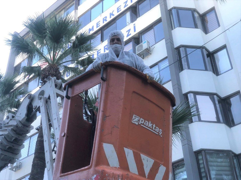 Konak’ta Palmiyelere Enjeksiyonlu Koruma