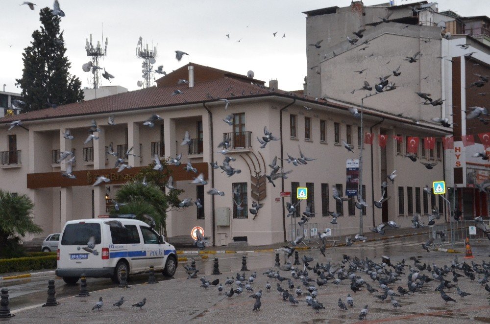 Meydanlar Sokak Hayvanlarına Kaldı