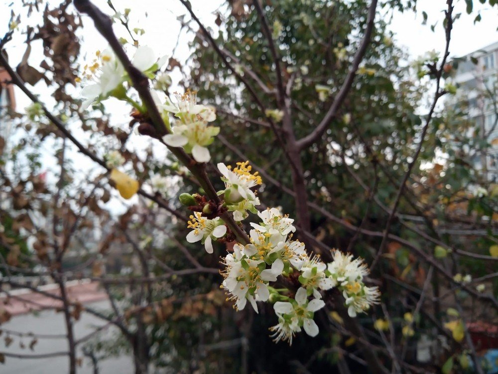 Erik Ağacı Mevsimi Şaşırdı