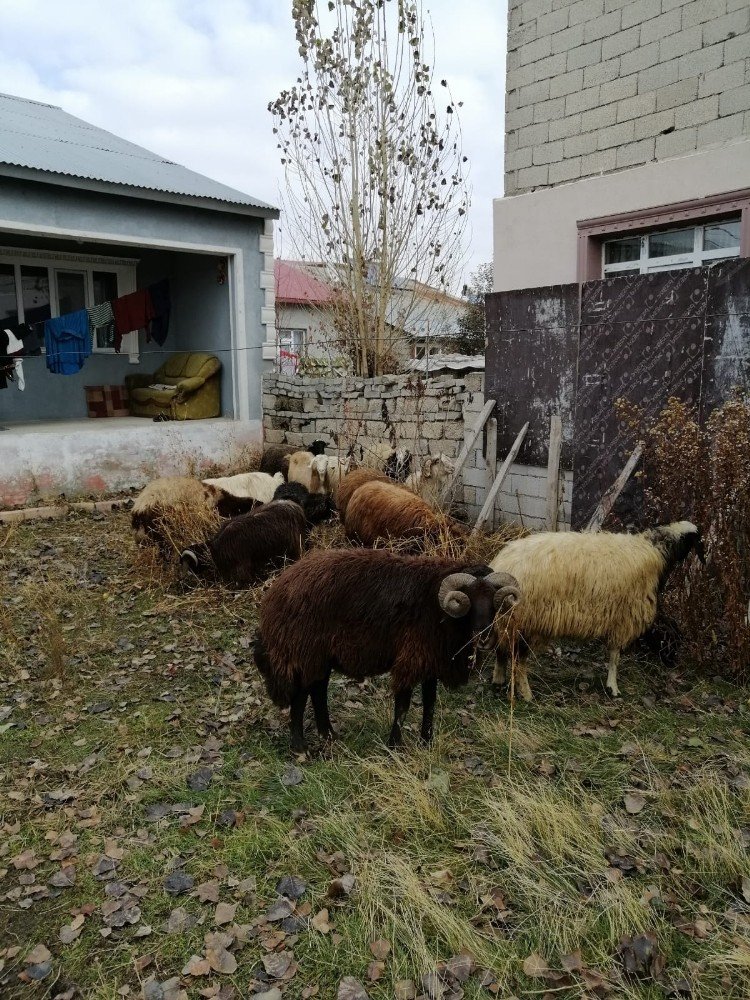 Ağrı’da Küçükbaş Hayvan Çaldığı İddia Edilen 2 Kişi Serbest Bırakıldı