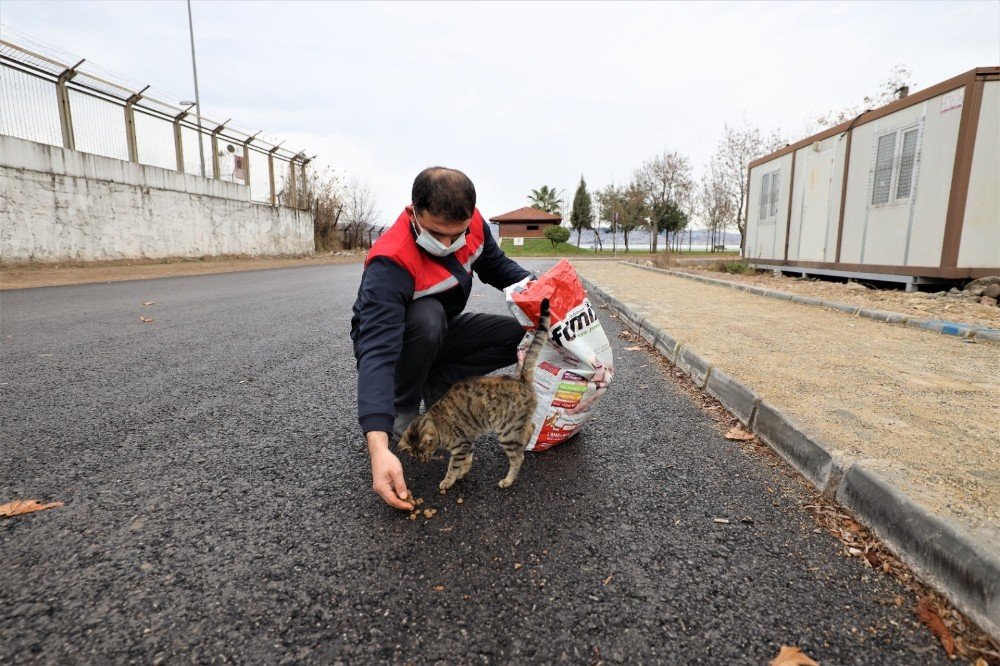 Başiskele’de Sokağa Çıkma Yasağında Sokak Hayvanları Unutulmadı