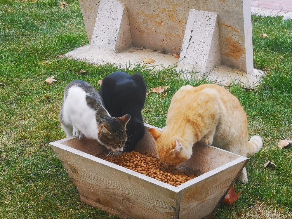 Çameli Belediyesi Sokak Hayvanlarına Özel İlgi Gösteriyor