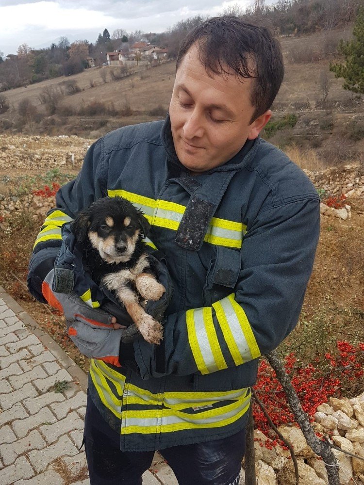 Karabük’te Dereye Düşen Kedi Ve Yavru Köpeği İtfaiye Kurtardı