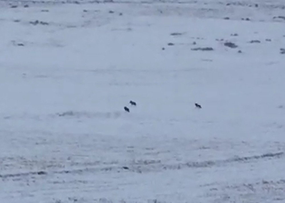 Kurt Sürüsü Böyle Görüntülendi