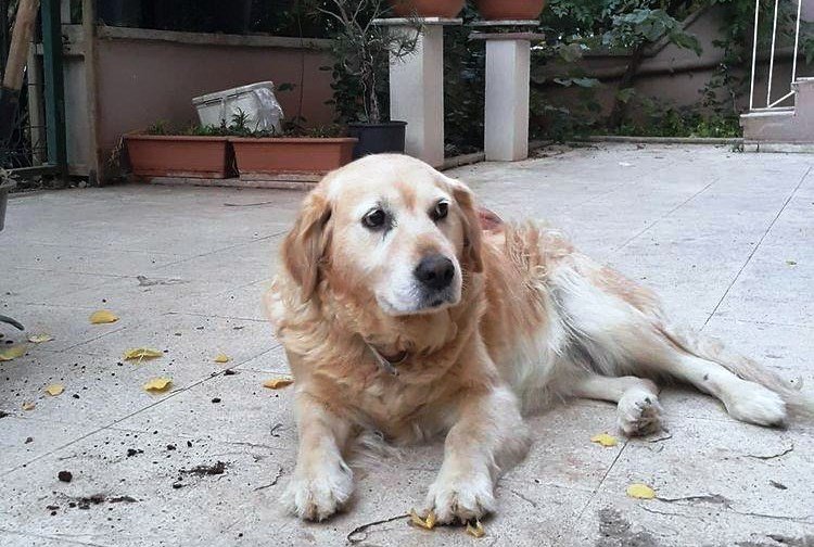 Can Dostu Çalındı Hayatı Alt Üst Oldu