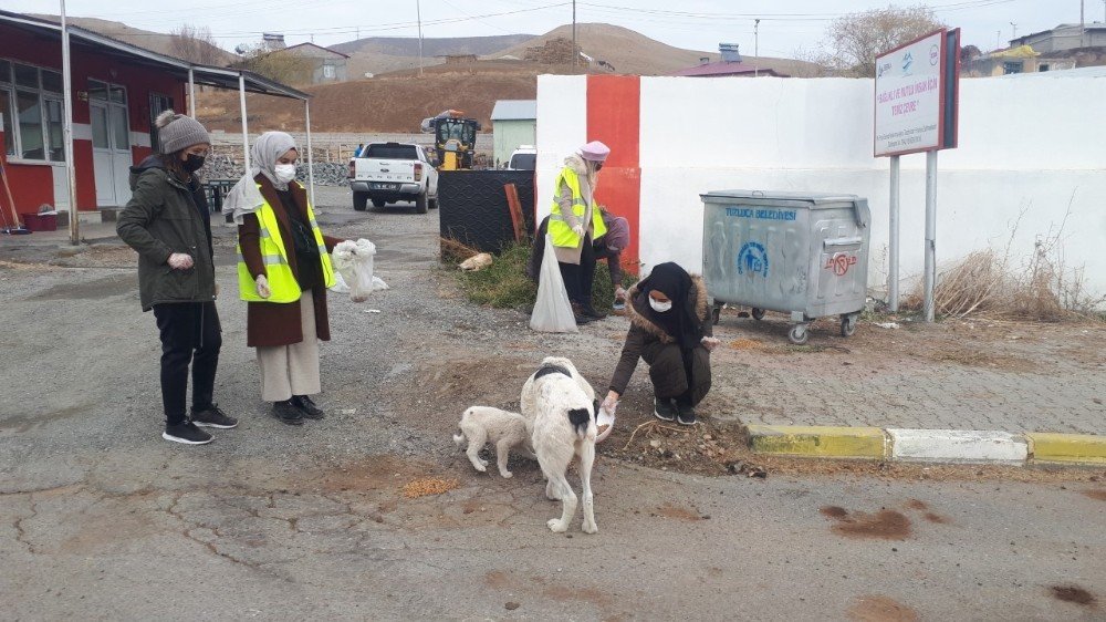 Gönüllü Öğretmenler Sokak Hayvanlarına Mama Bıraktı