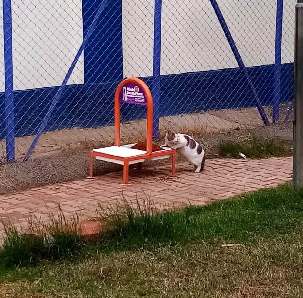 Toroslar’da Sokağa Çıkma Kısıtlamasında Sokak Hayvanları Unutulmadı