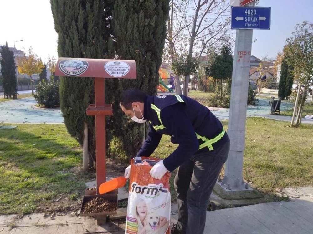 Serdivan Belediyesi, Sokak Hayvanlarını Yalnız Bırakmadı