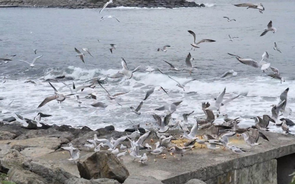 Sokağa Çıkma Yasağında Kuşları Yalnız Bırakmadılar