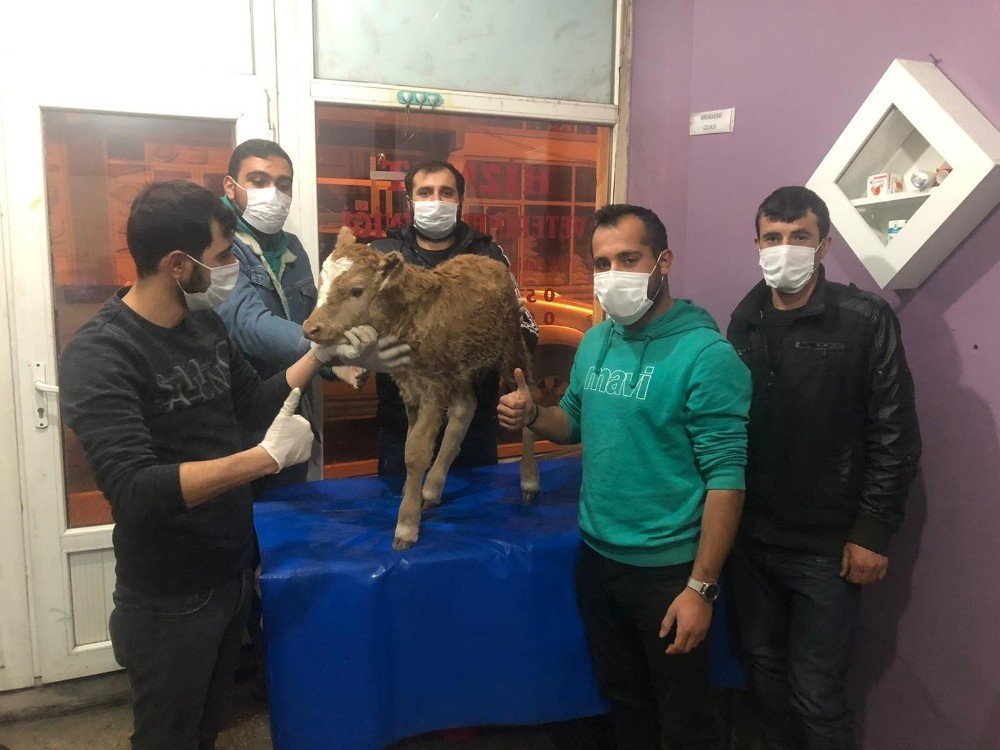 Yeni Doğan Buzağı Gece Yarısı Ameliyata Alındı